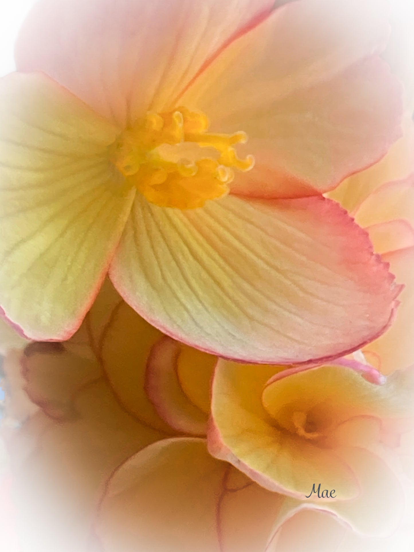 Nature Flower Photographic Art Poster - Dreamy Yellow Begonia
