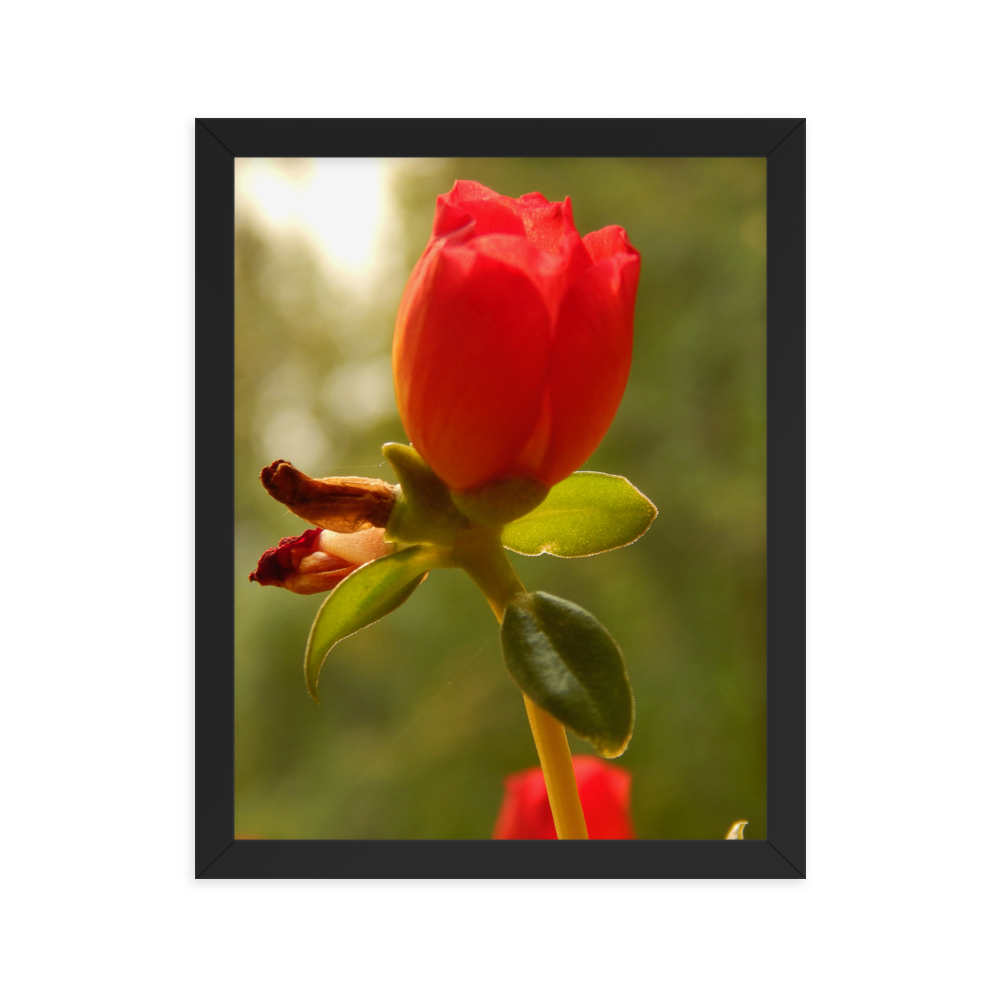 Nature Photographic Art Poster - Red Rose - with Frame