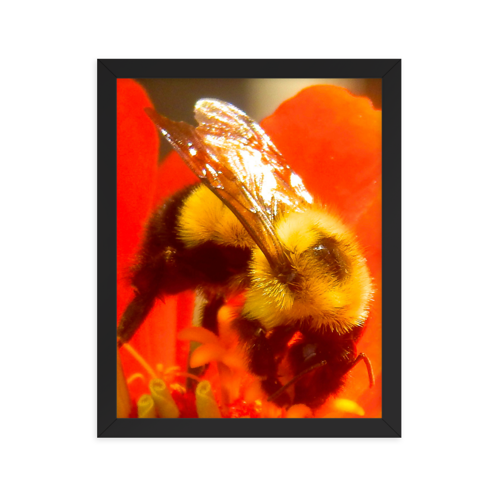 Nature Photographic Art Poster - Bee on Red Flower - with Frame