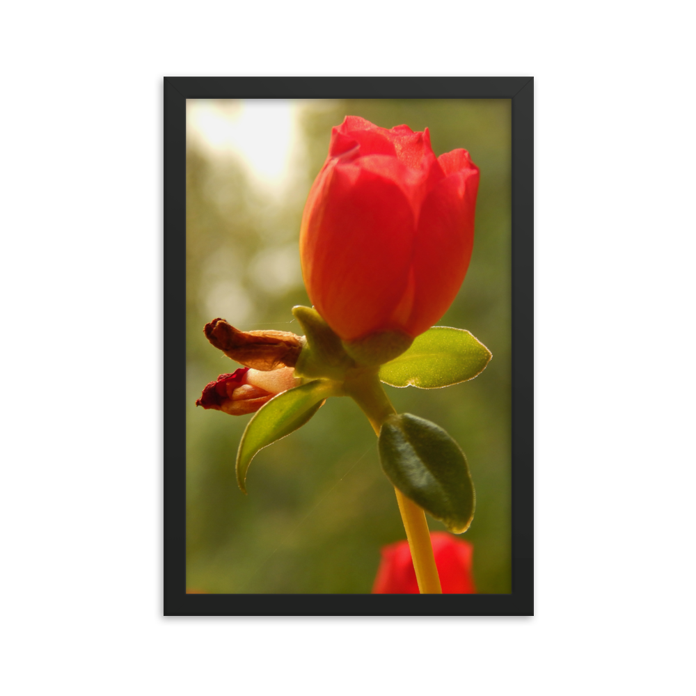 Nature Photographic Art Poster - Red Rose - with Frame