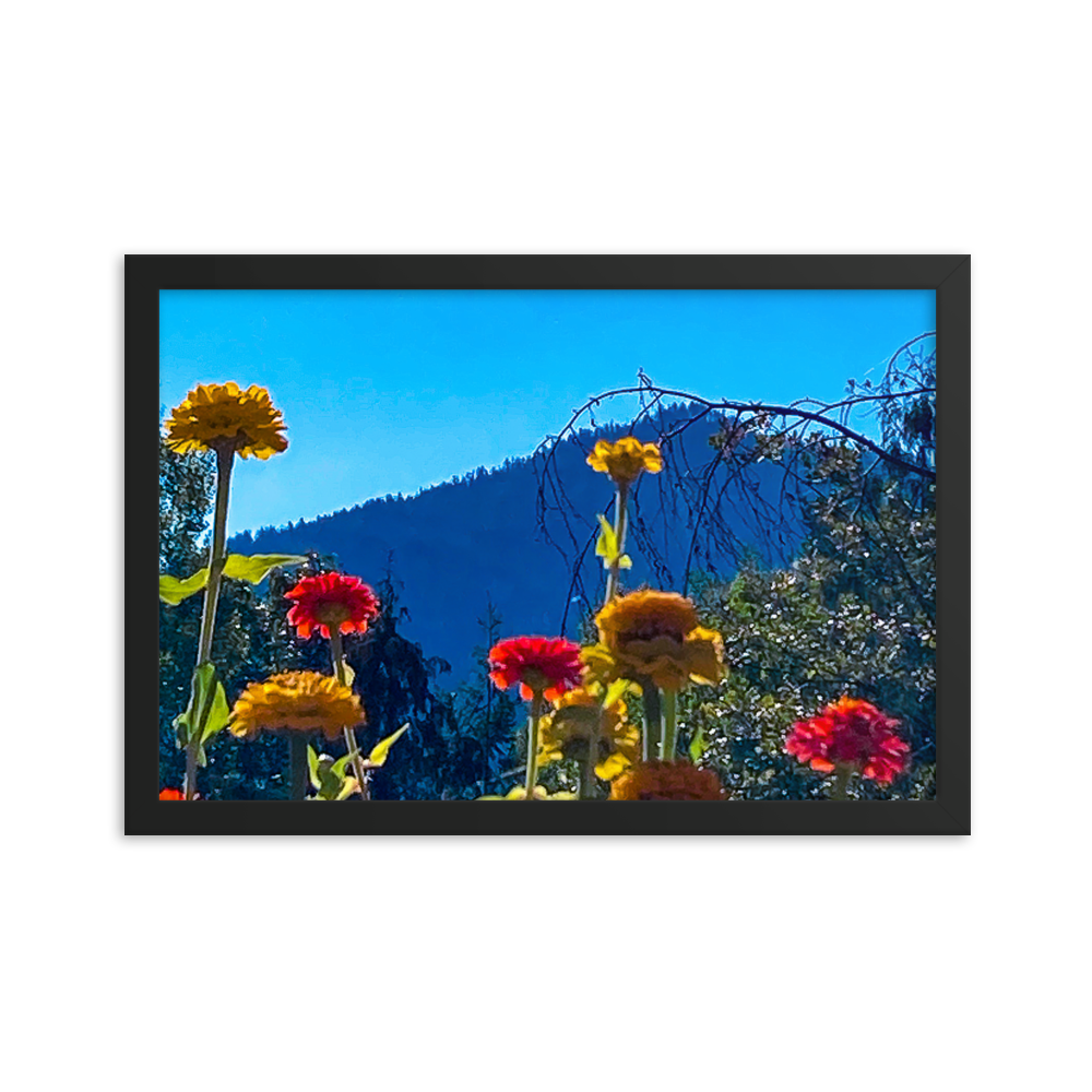Nature Photographic Art Poster - Zinnias+Mountain - with Frame