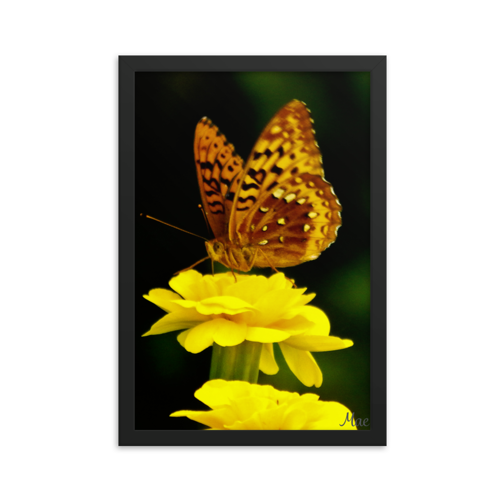 Nature Photographic Art Poster - Butterfly on Yellow Marigold - with Frame