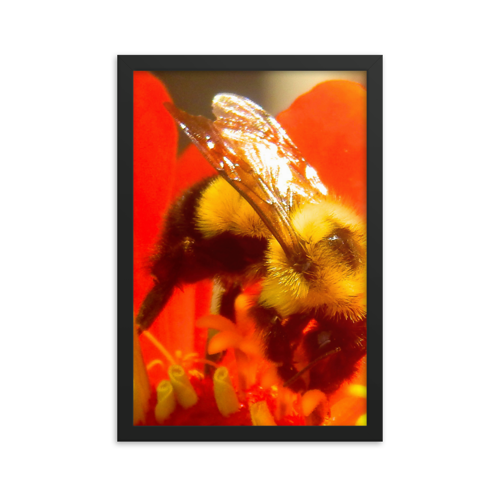 Nature Photographic Art Poster - Bee on Red Flower - with Frame