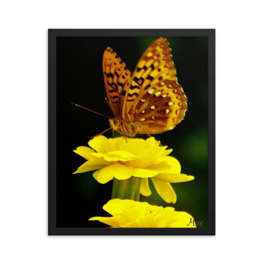 Nature Photographic Art Poster - Butterfly on Yellow Marigold - with Frame