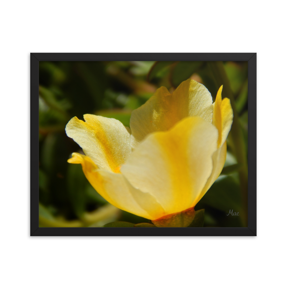 Nature Photographic Art Poster - Yellow Calibrachoa - with Frame