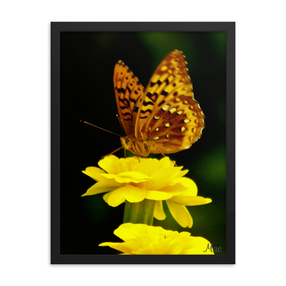 Nature Photographic Art Poster - Butterfly on Yellow Marigold - with Frame