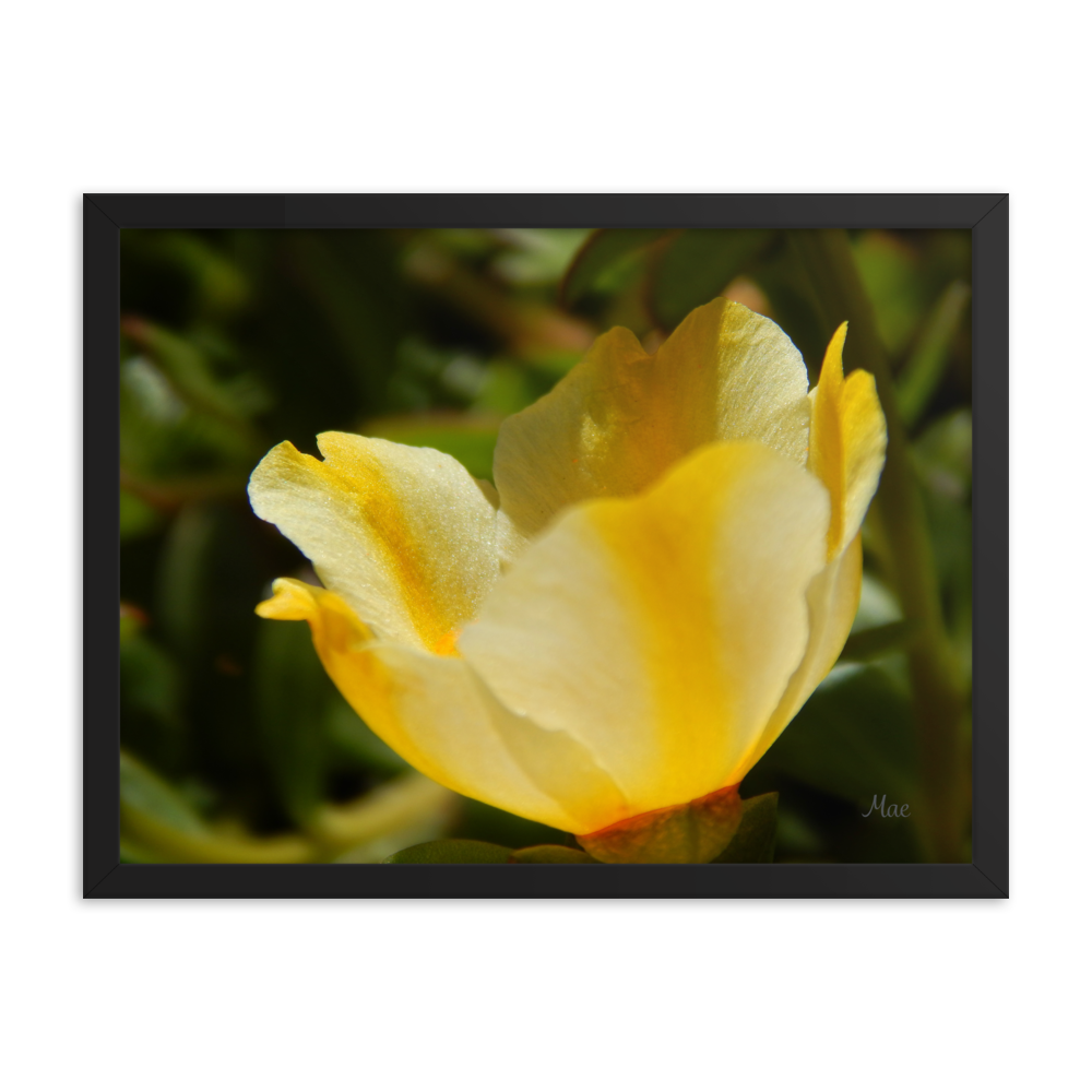 Nature Photographic Art Poster - Yellow Calibrachoa - with Frame