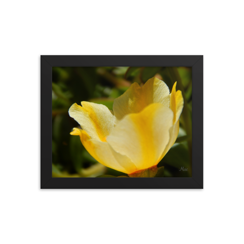 Nature Photographic Art Poster - Yellow Calibrachoa - with Frame