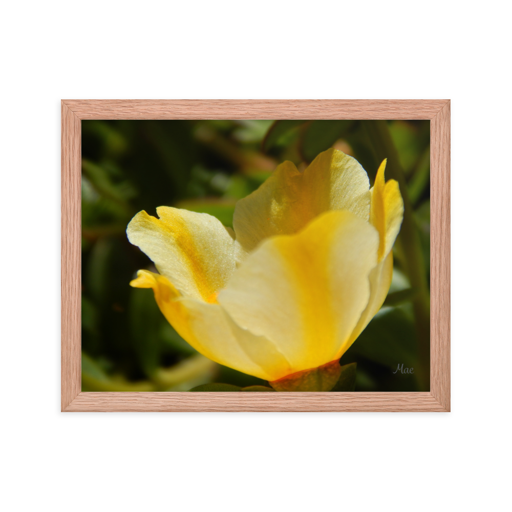 Nature Photographic Art Poster - Yellow Calibrachoa - with Frame