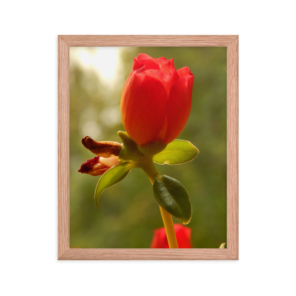 Nature Photographic Art Poster - Red Rose - with Frame