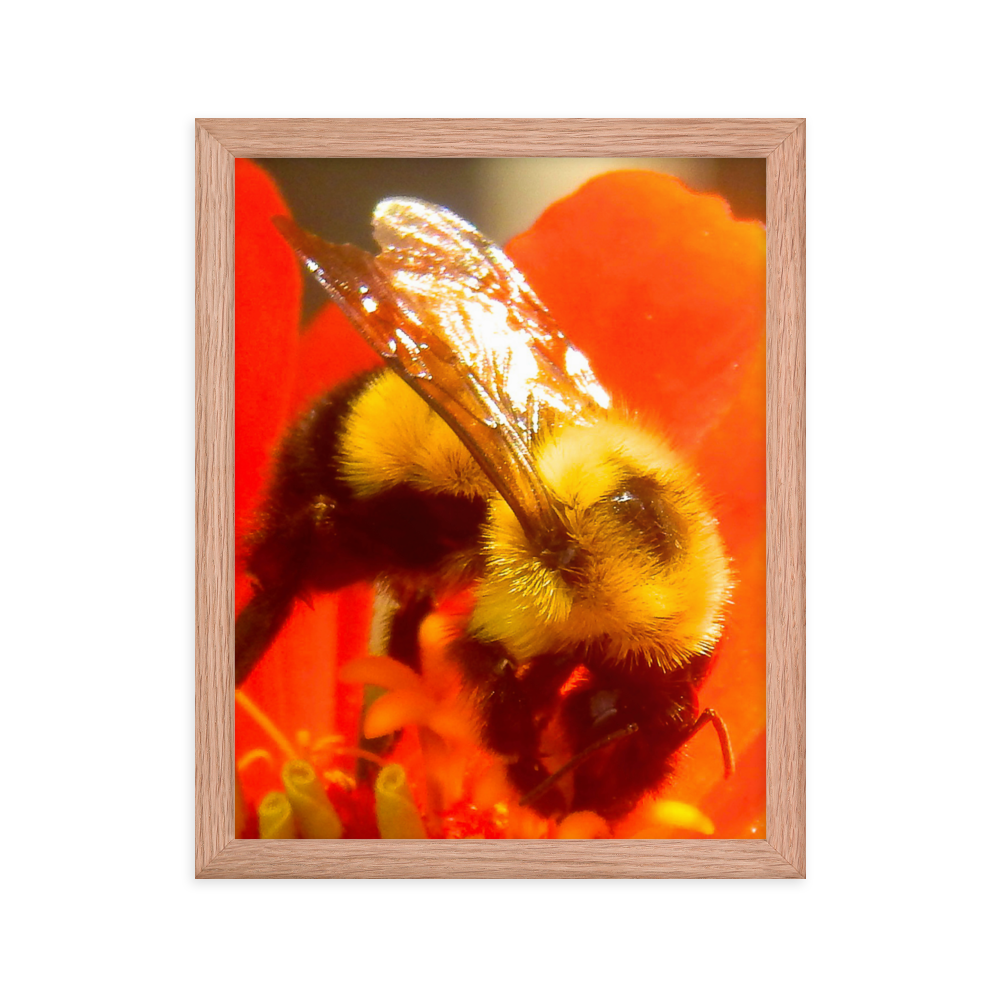 Nature Photographic Art Poster - Bee on Red Flower - with Frame