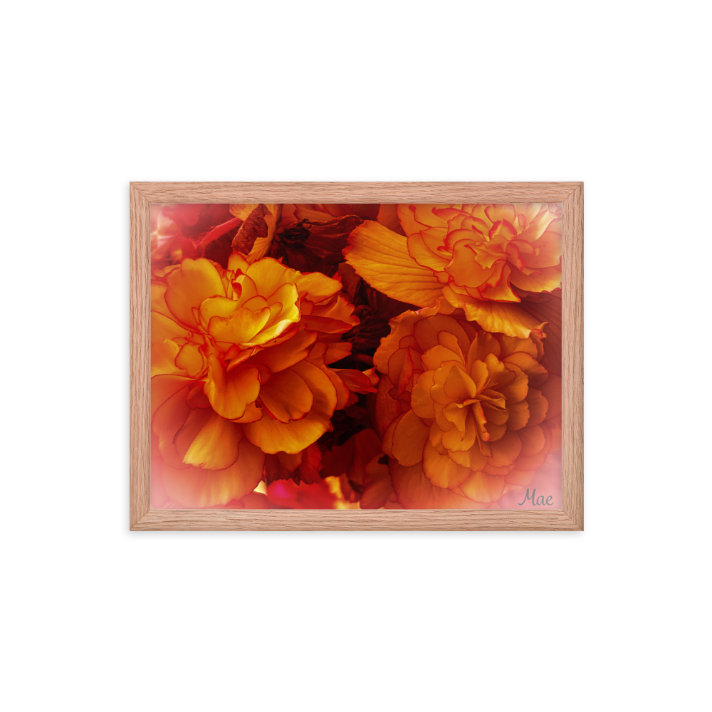 Nature Photographic Art Poster - Orange Begonia - with Frame