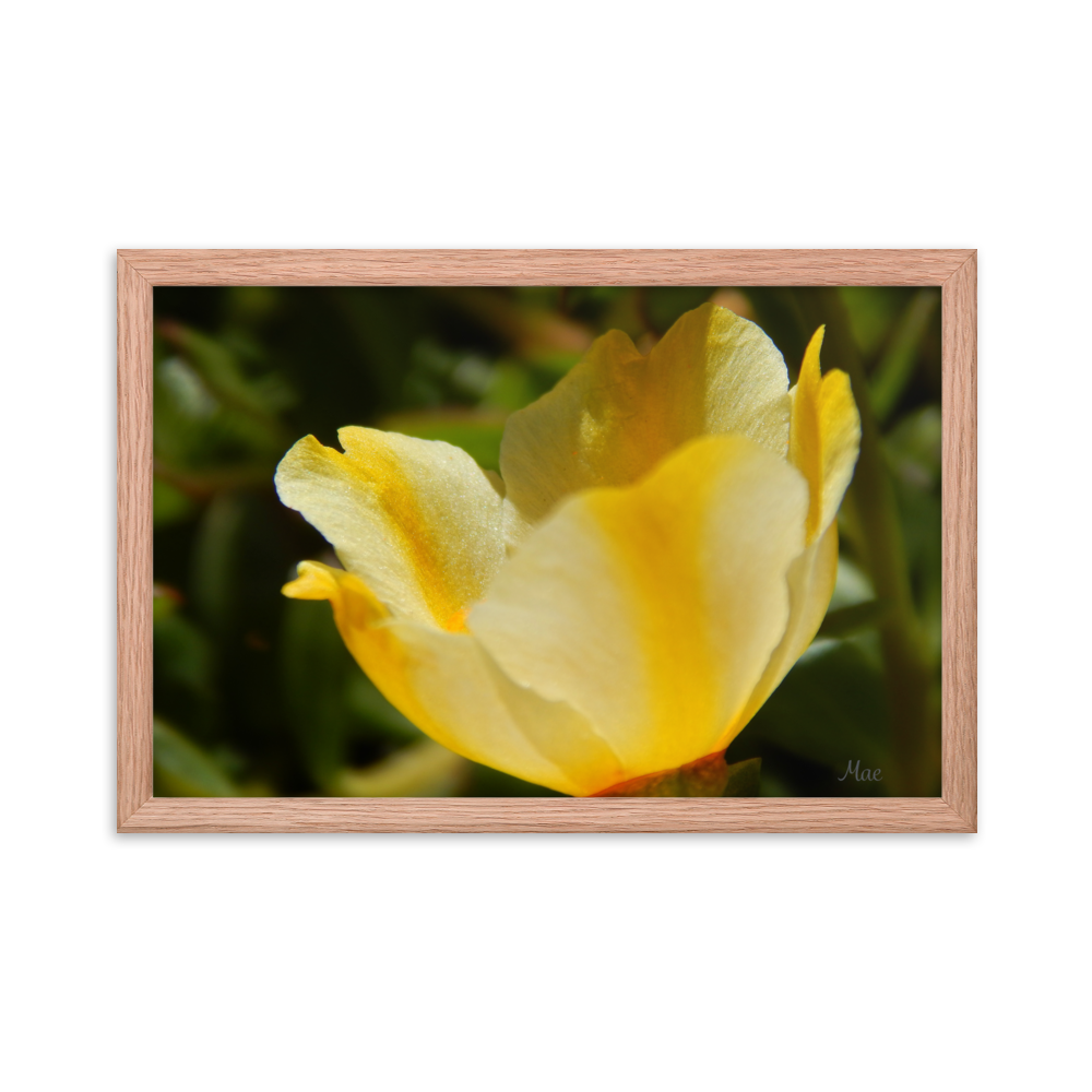 Nature Photographic Art Poster - Yellow Calibrachoa - with Frame