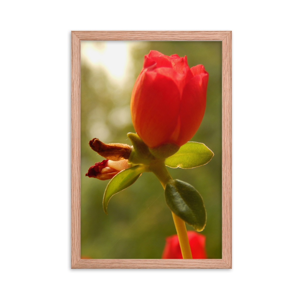 Nature Photographic Art Poster - Red Rose - with Frame
