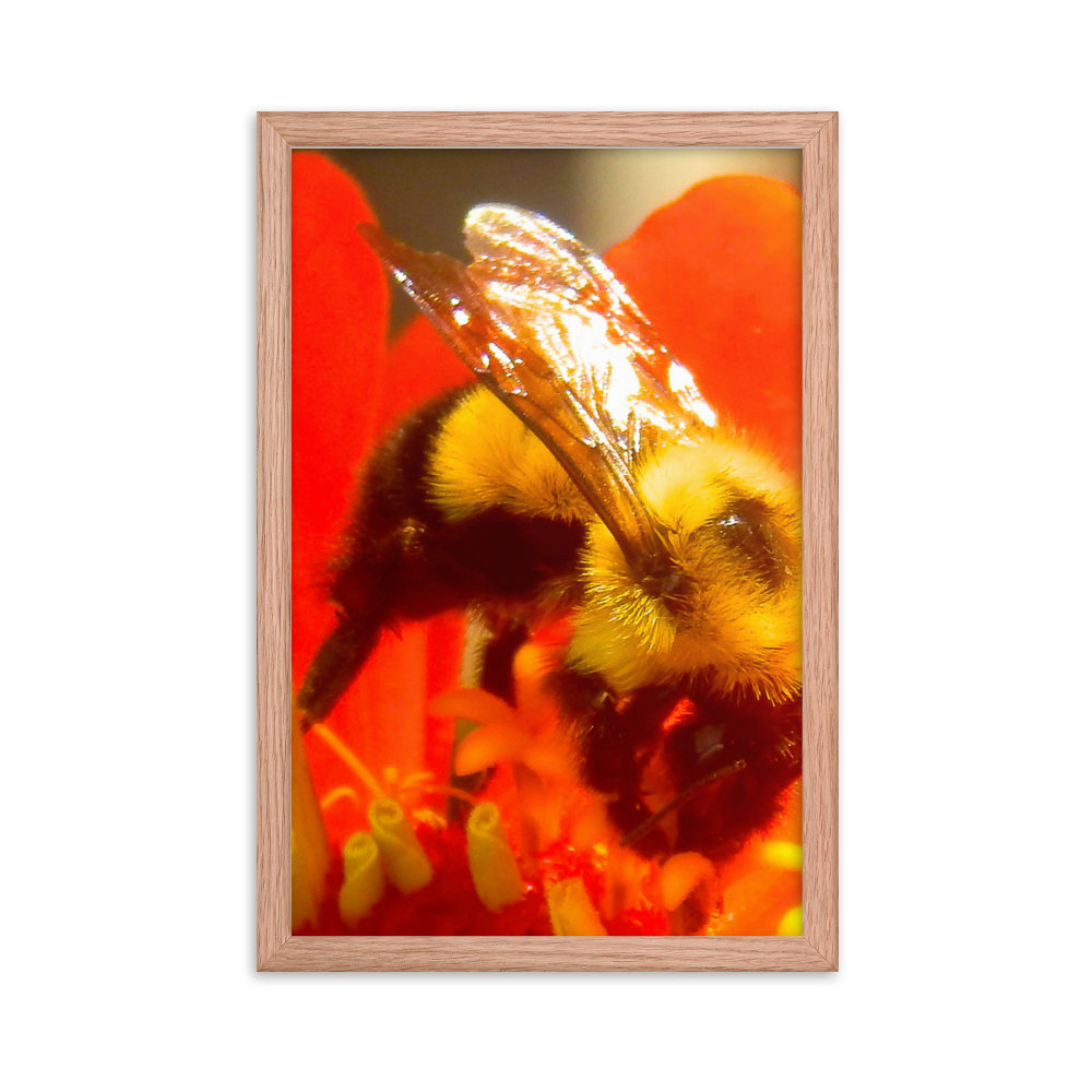 Nature Photographic Art Poster - Bee on Red Flower - with Frame