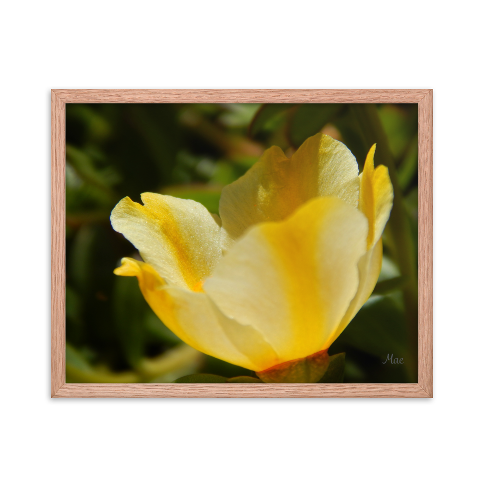 Nature Photographic Art Poster - Yellow Calibrachoa - with Frame