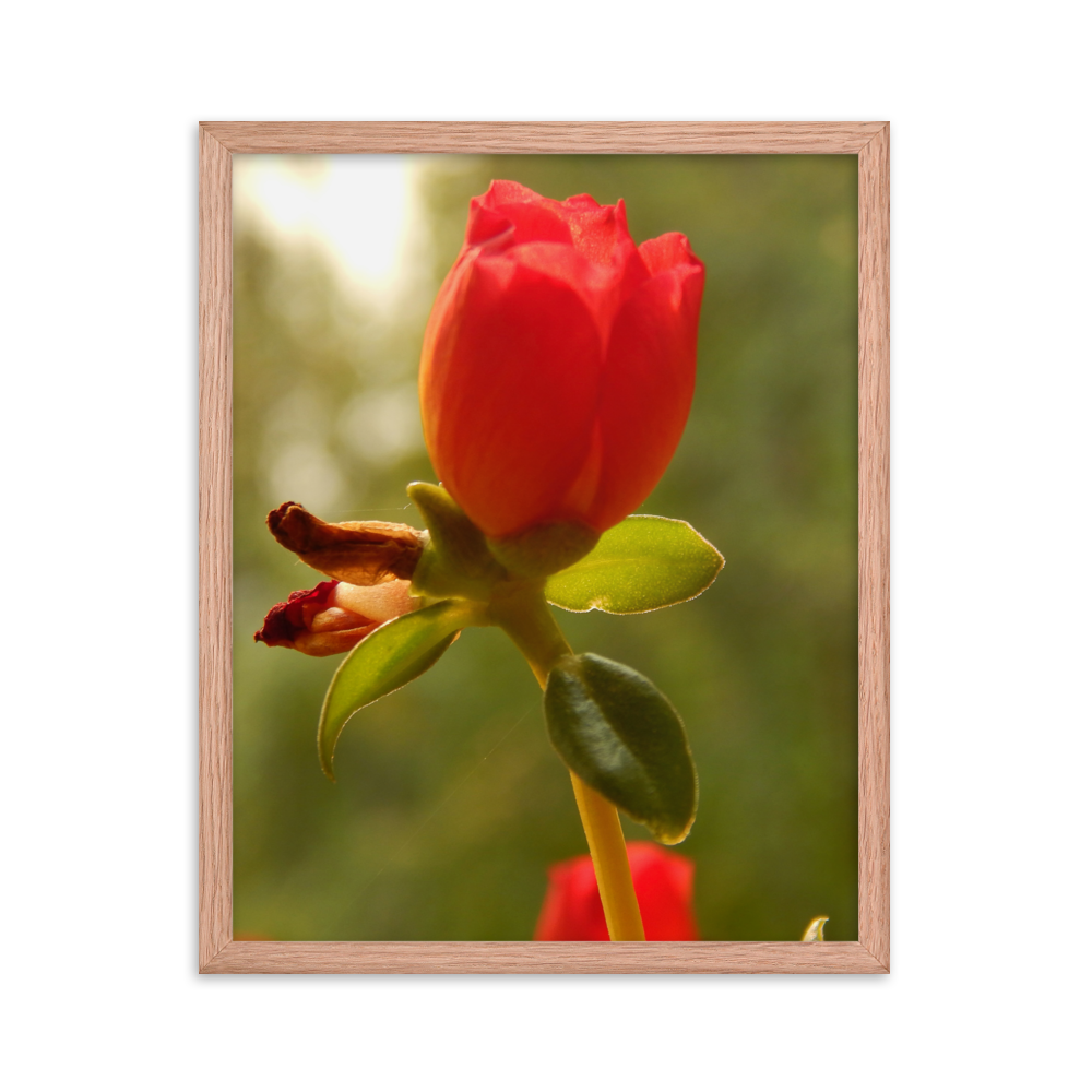 Nature Photographic Art Poster - Red Rose - with Frame