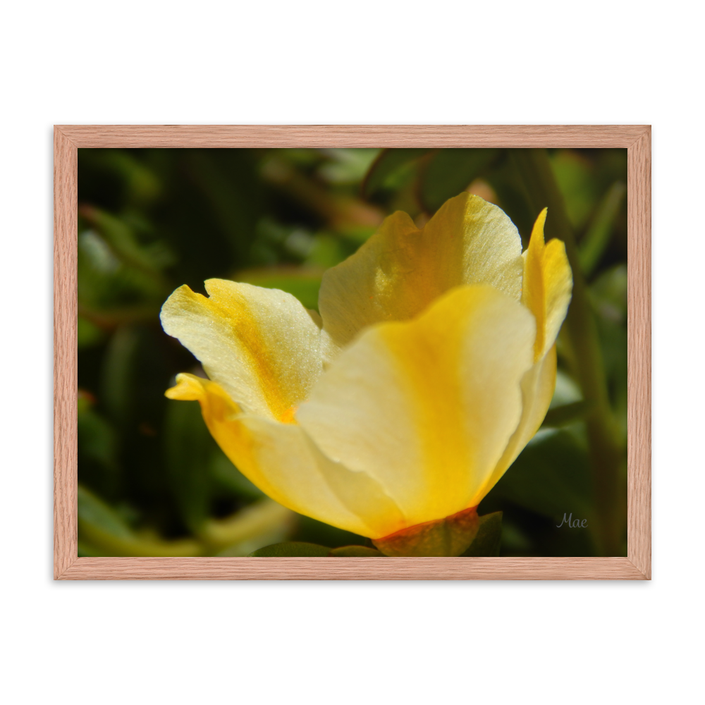 Nature Photographic Art Poster - Yellow Calibrachoa - with Frame