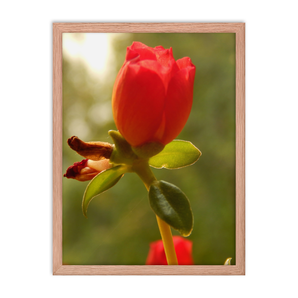 Nature Photographic Art Poster - Red Rose - with Frame