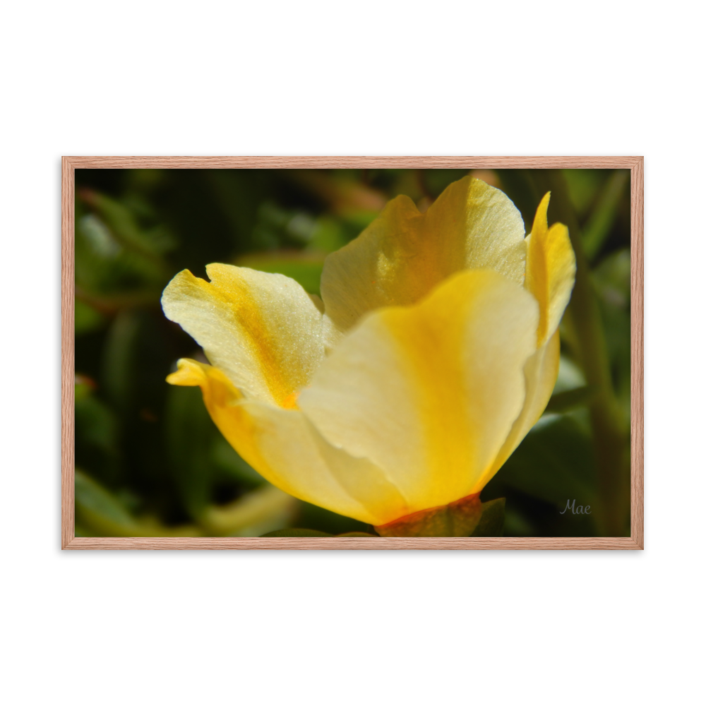 Nature Photographic Art Poster - Yellow Calibrachoa - with Frame