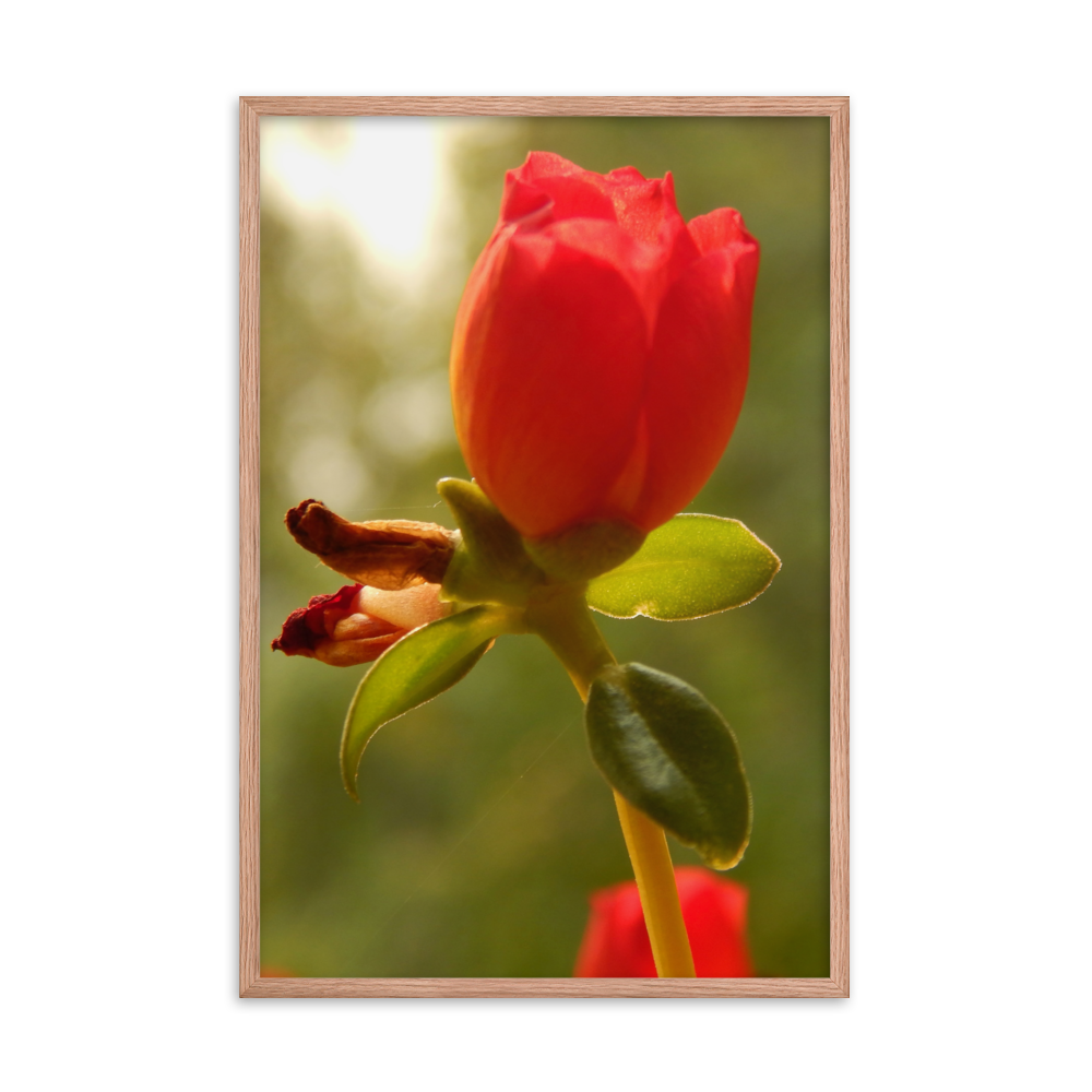 Nature Photographic Art Poster - Red Rose - with Frame