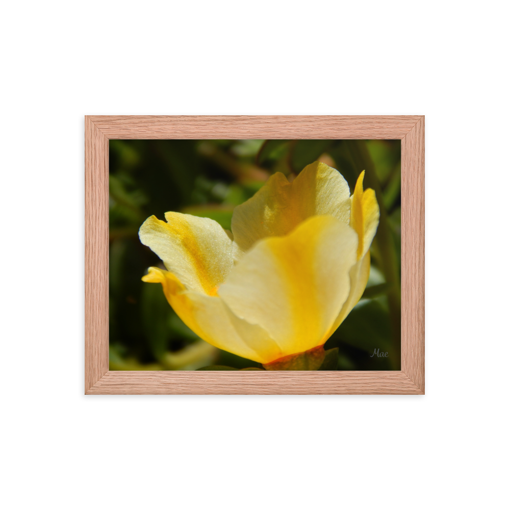 Nature Photographic Art Poster - Yellow Calibrachoa - with Frame