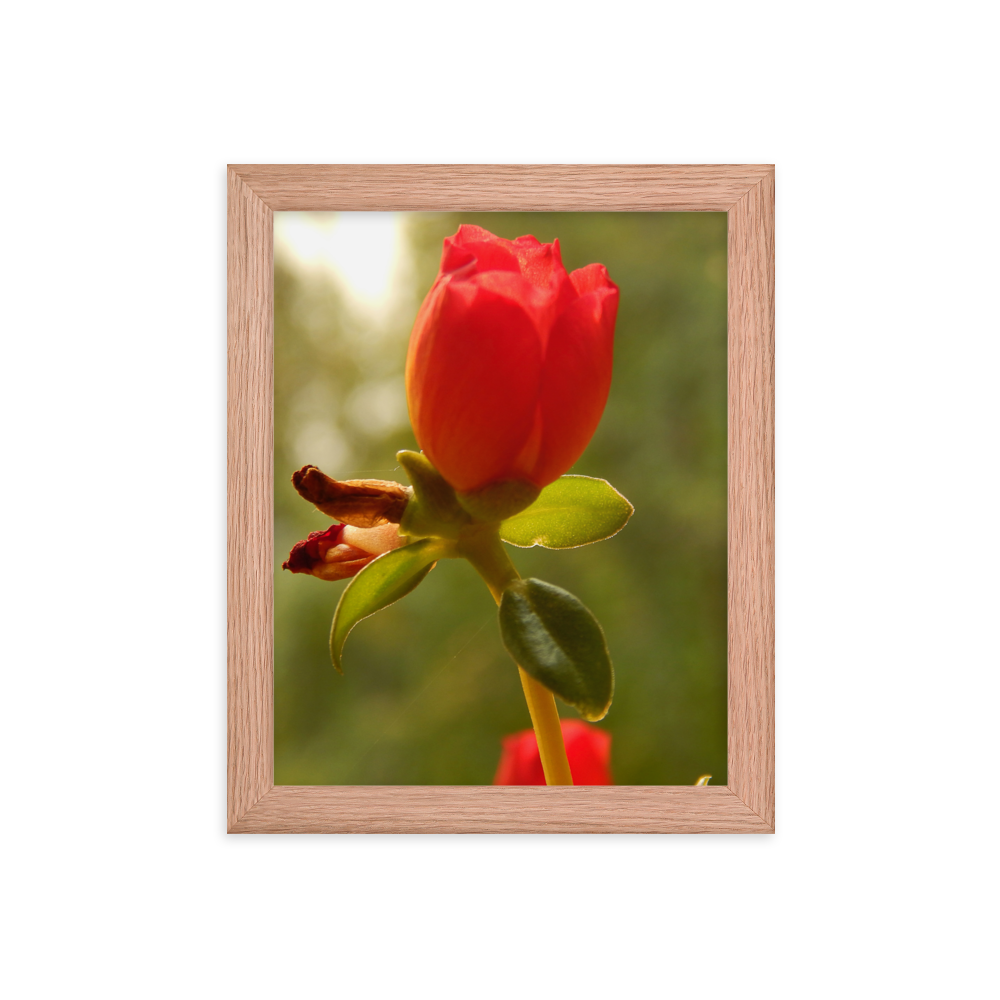 Nature Photographic Art Poster - Red Rose - with Frame