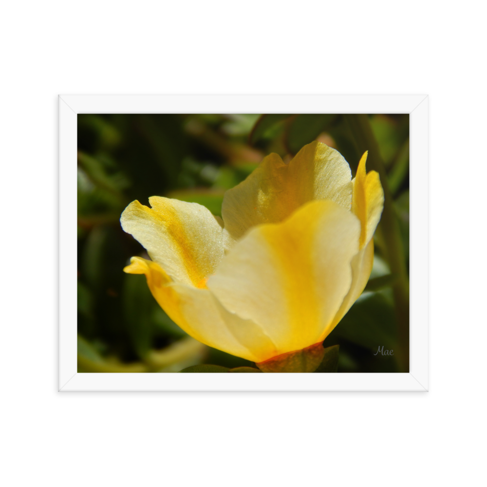 Nature Photographic Art Poster - Yellow Calibrachoa - with Frame