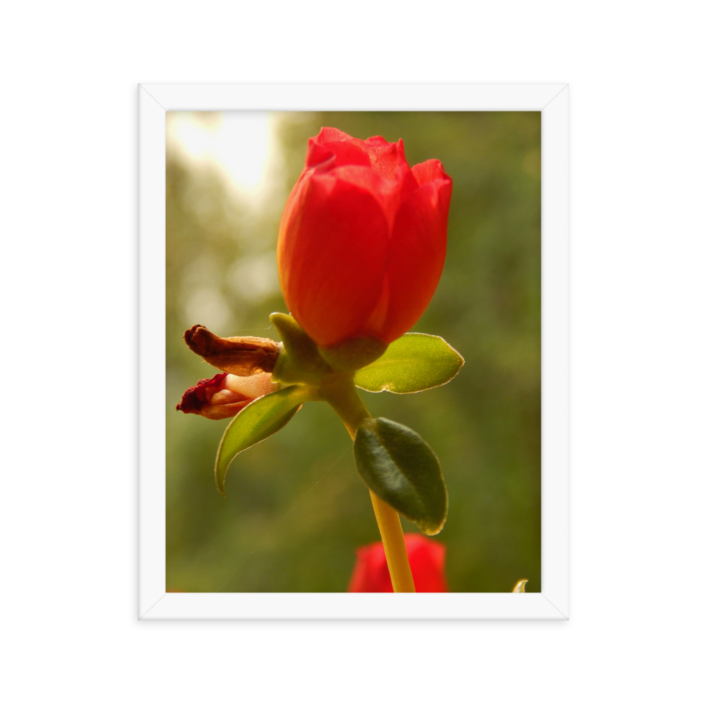 Nature Photographic Art Poster - Red Rose - with Frame