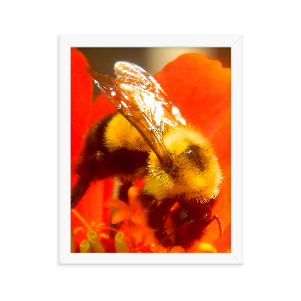 Nature Photographic Art Poster - Bee on Red Flower - with Frame