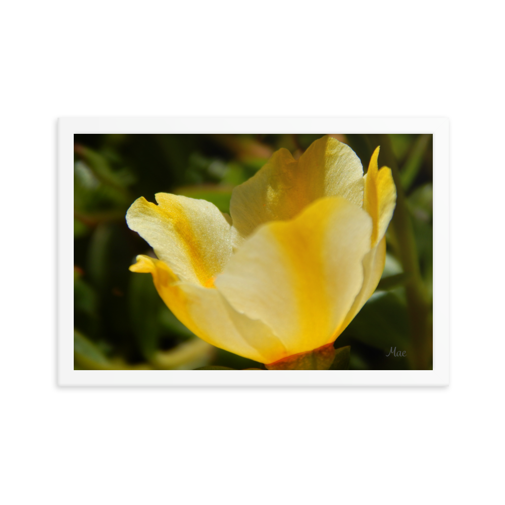 Nature Photographic Art Poster - Yellow Calibrachoa - with Frame
