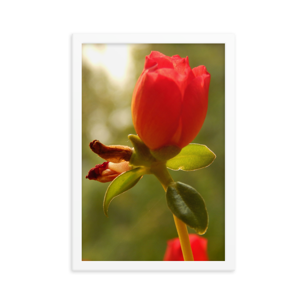 Nature Photographic Art Poster - Red Rose - with Frame