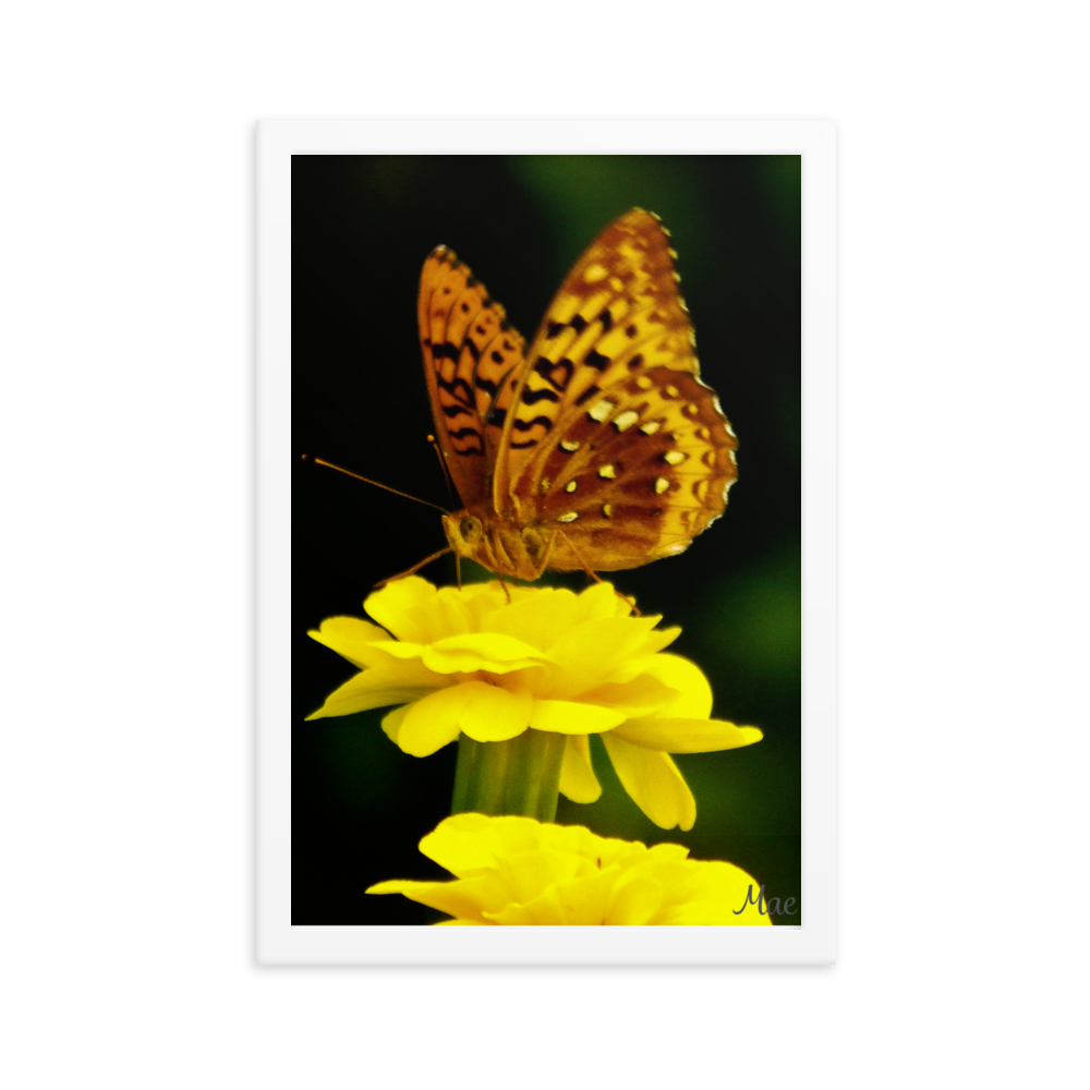 Nature Photographic Art Poster - Butterfly on Yellow Marigold - with Frame