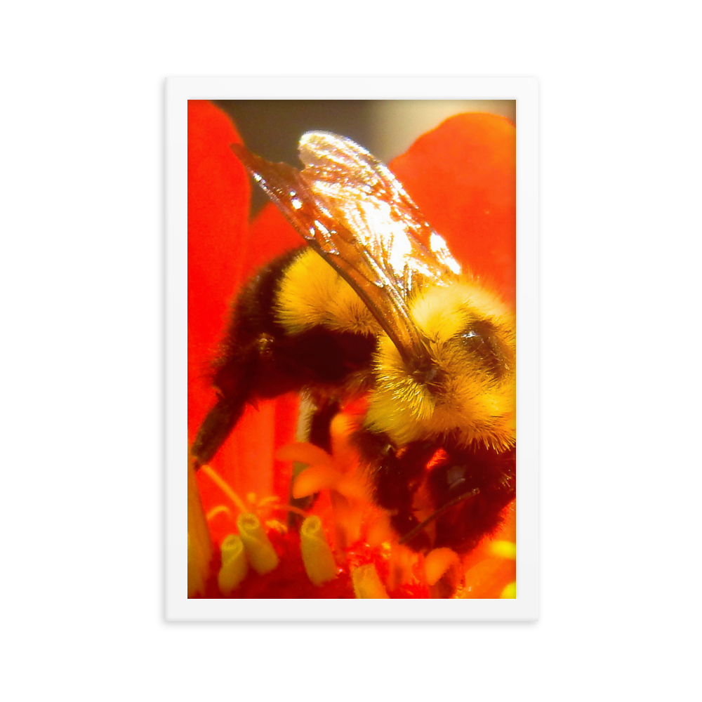 Nature Photographic Art Poster - Bee on Red Flower - with Frame