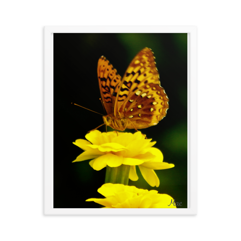 Nature Photographic Art Poster - Butterfly on Yellow Marigold - with Frame