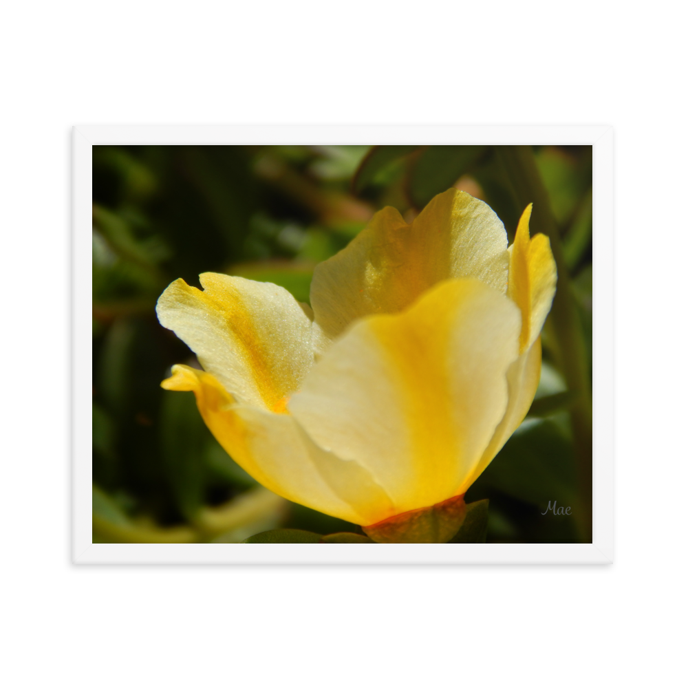 Nature Photographic Art Poster - Yellow Calibrachoa - with Frame