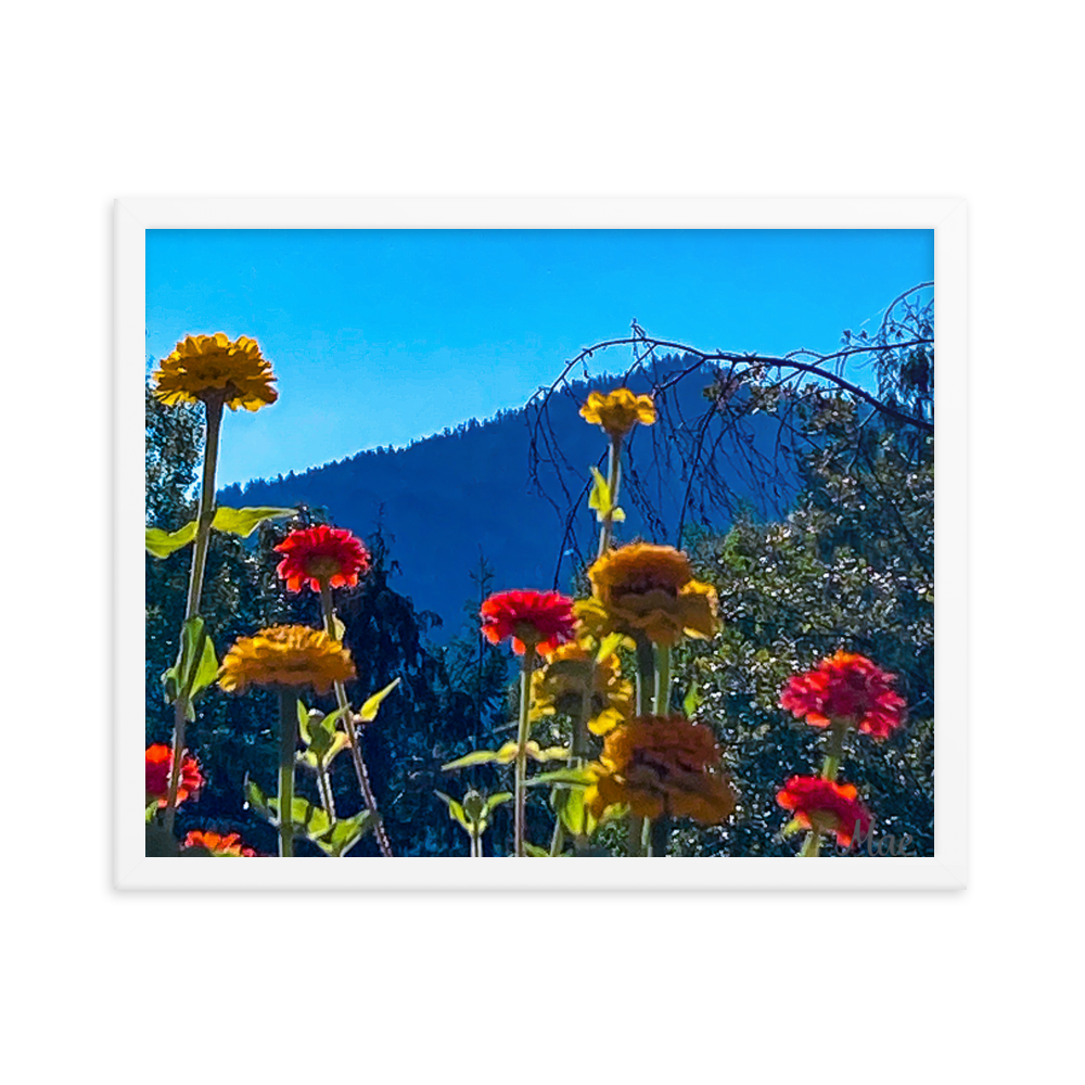 Nature Photographic Art Poster - Zinnias+Mountain - with Frame
