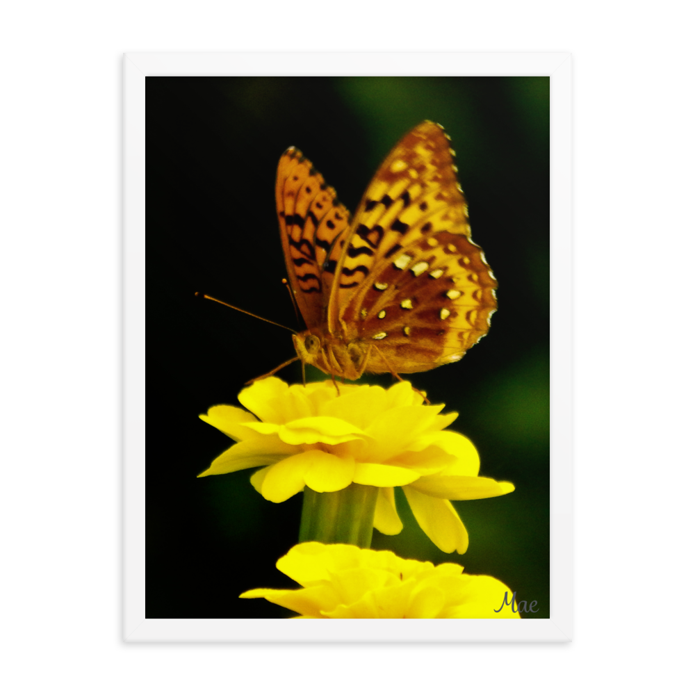 Nature Photographic Art Poster - Butterfly on Yellow Marigold - with Frame