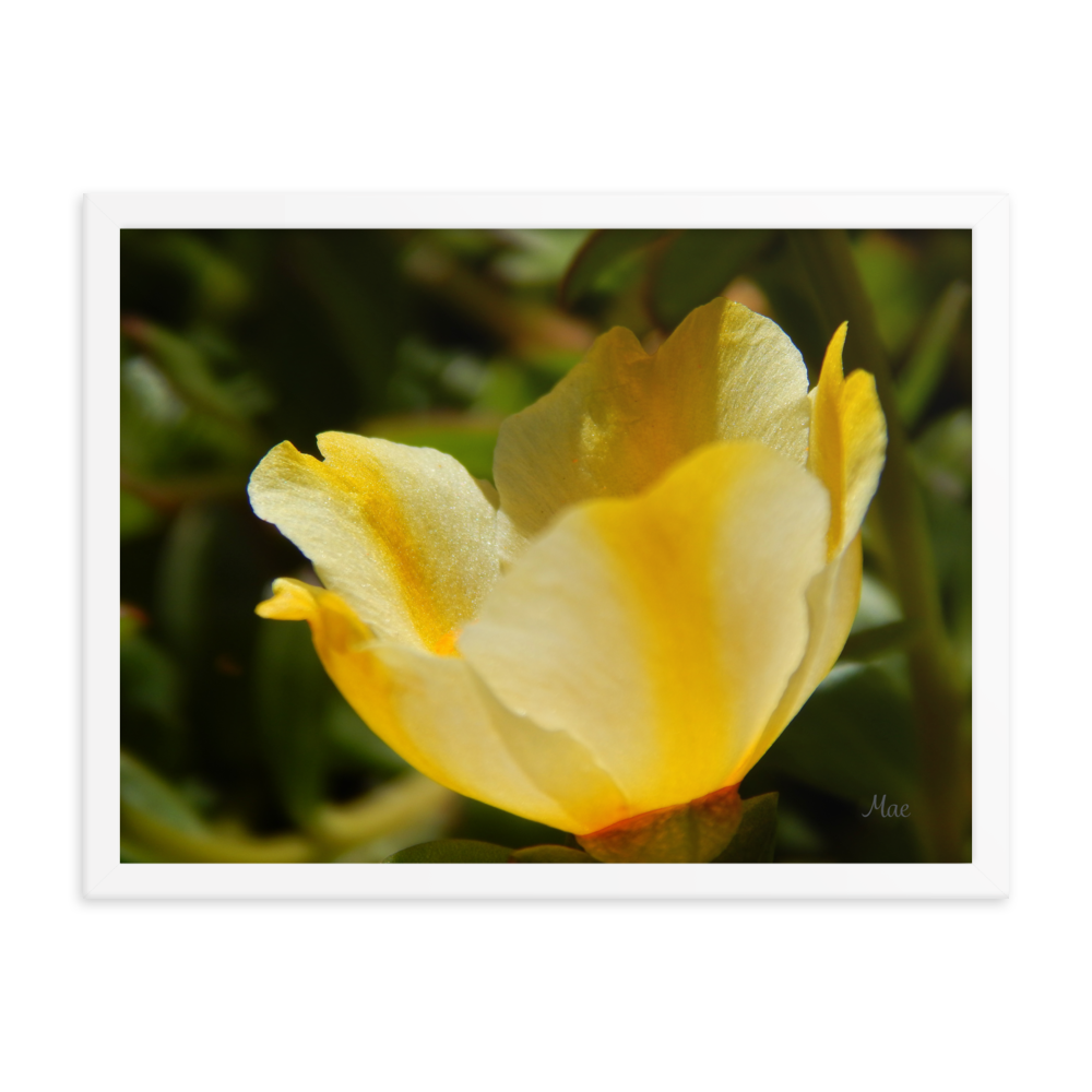 Nature Photographic Art Poster - Yellow Calibrachoa - with Frame