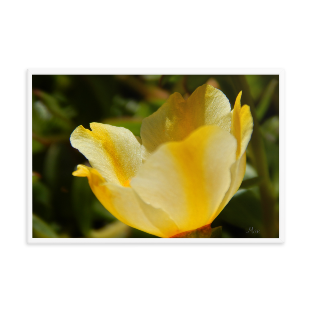 Nature Photographic Art Poster - Yellow Calibrachoa - with Frame