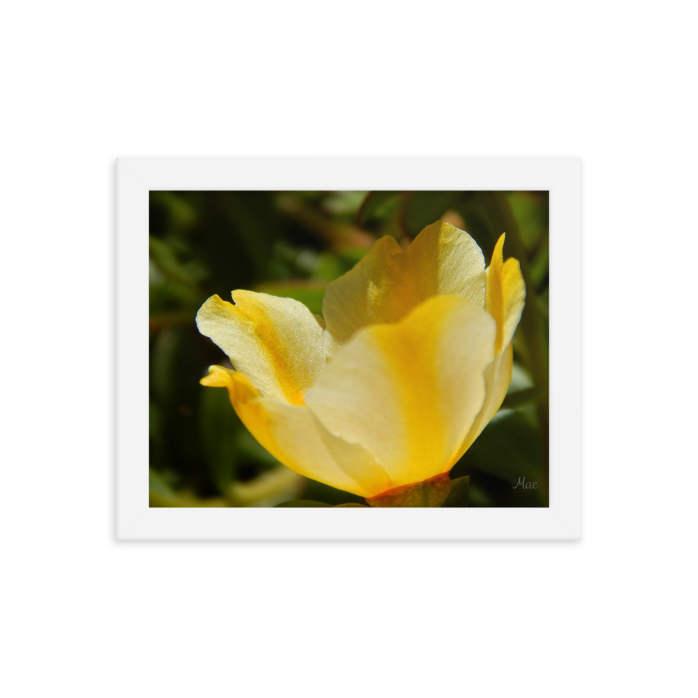 Nature Photographic Art Poster - Yellow Calibrachoa - with Frame