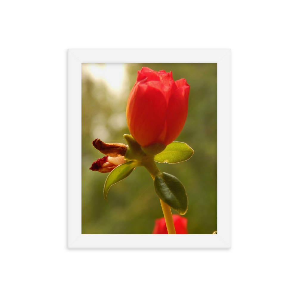 Nature Photographic Art Poster - Red Rose - with Frame