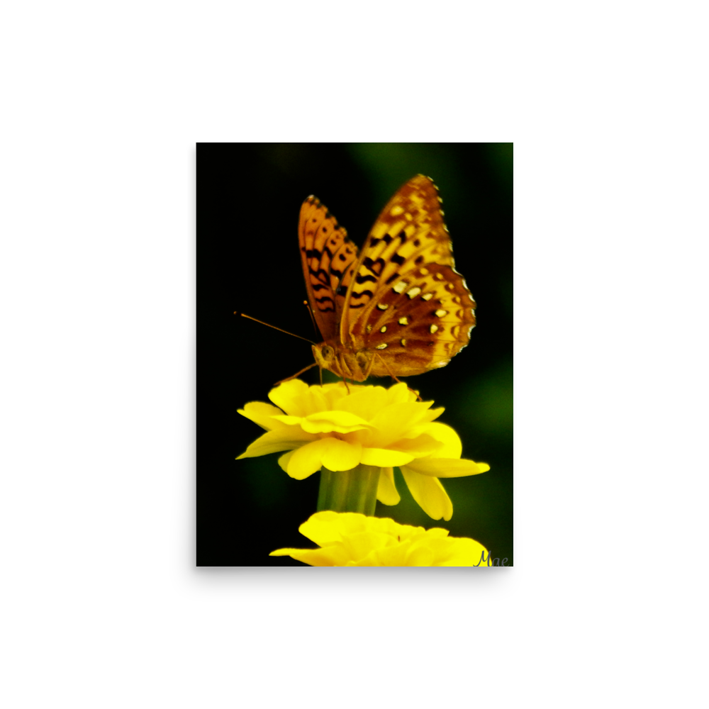 Nature Photographic Art Poster - Butterfly on Yellow Marigold