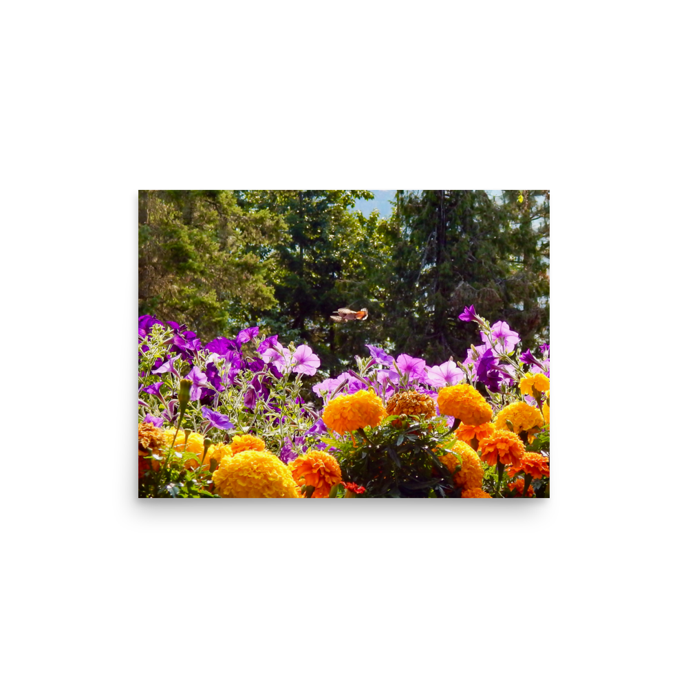 Nature Photographic Art Poster - Orange Marigolds and Purple Petunias with Hummingbird