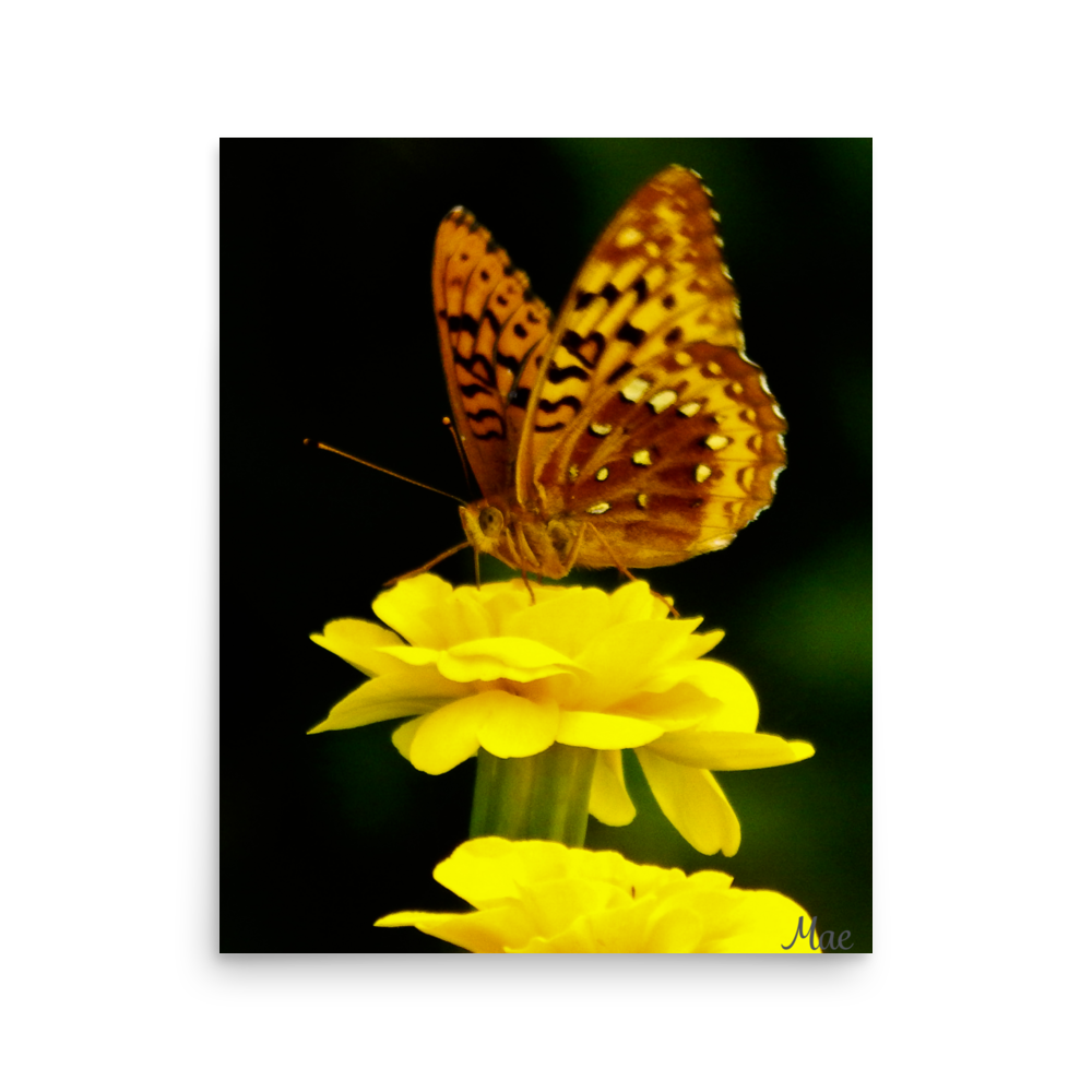 Nature Photographic Art Poster - Butterfly on Yellow Marigold