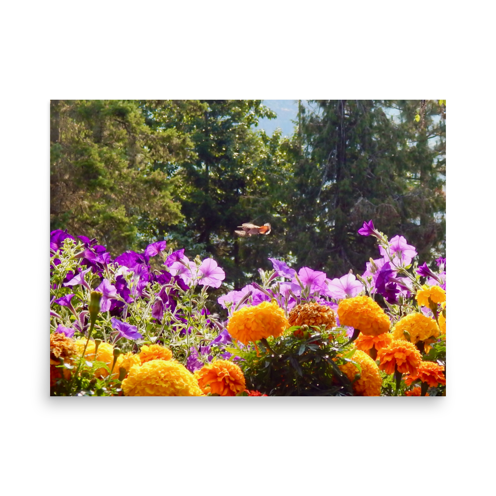 Nature Photographic Art Poster - Orange Marigolds and Purple Petunias with Hummingbird