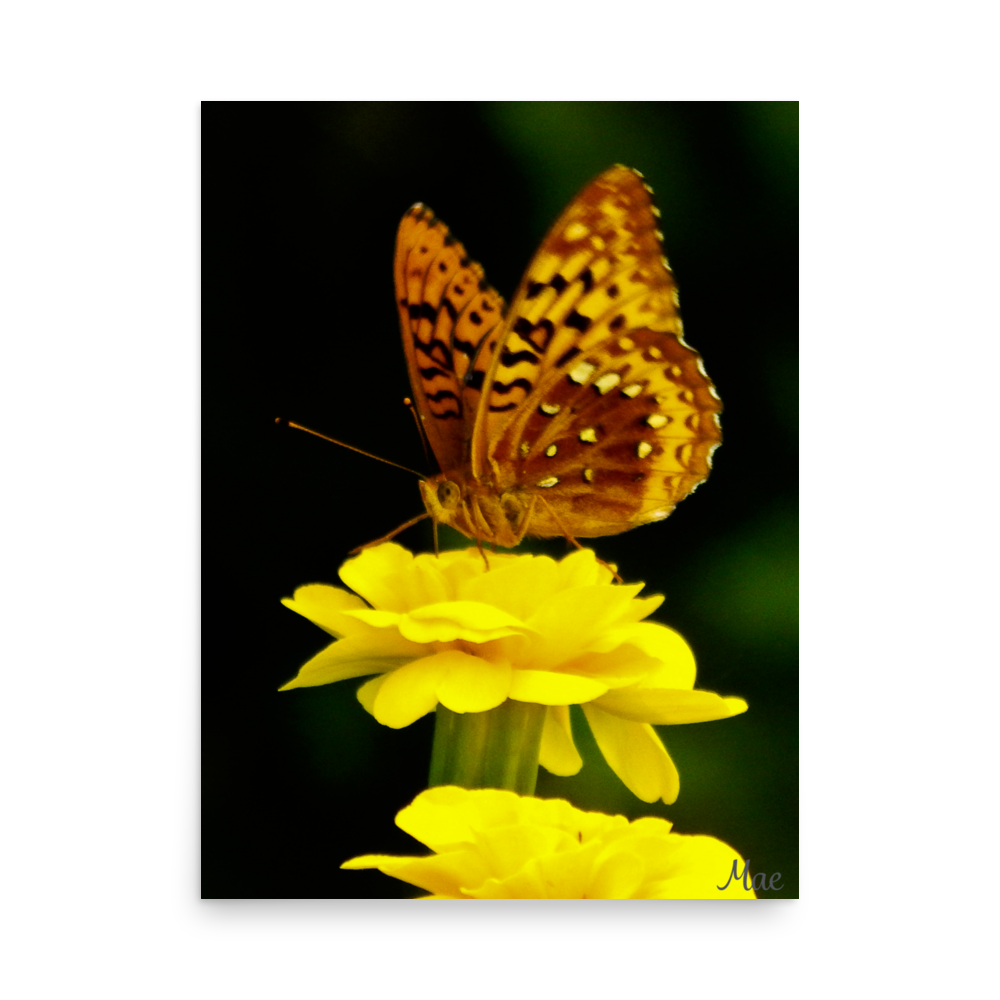Nature Photographic Art Poster - Butterfly on Yellow Marigold