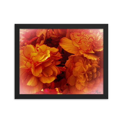 Nature Photographic Art Poster - Orange Begonia -  with Frame