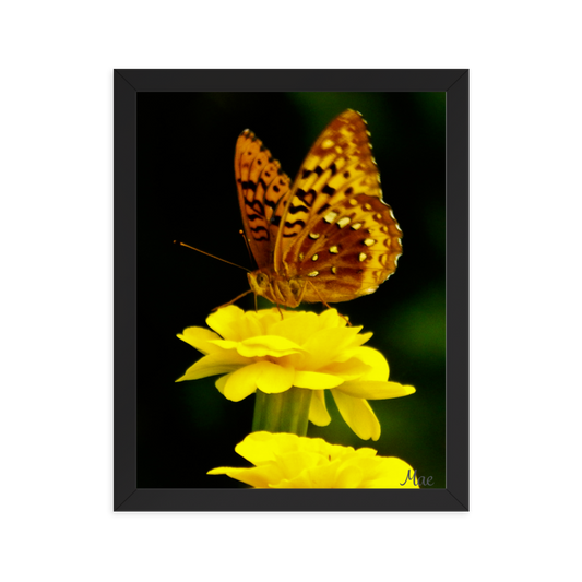 Nature Photographic Art Poster - Butterfly on Yellow Marigold - with Frame