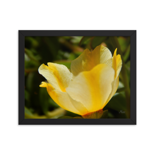 Nature Photographic Art Poster - Yellow Calibrachoa - with Frame